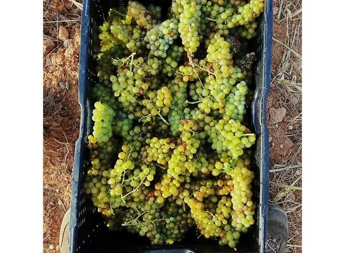 Photo de Maison de campagne dans un domaine viticole Tautavel