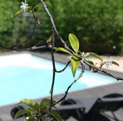 Bed and Breakfast Les Centaurines Saint-Siffret Foto