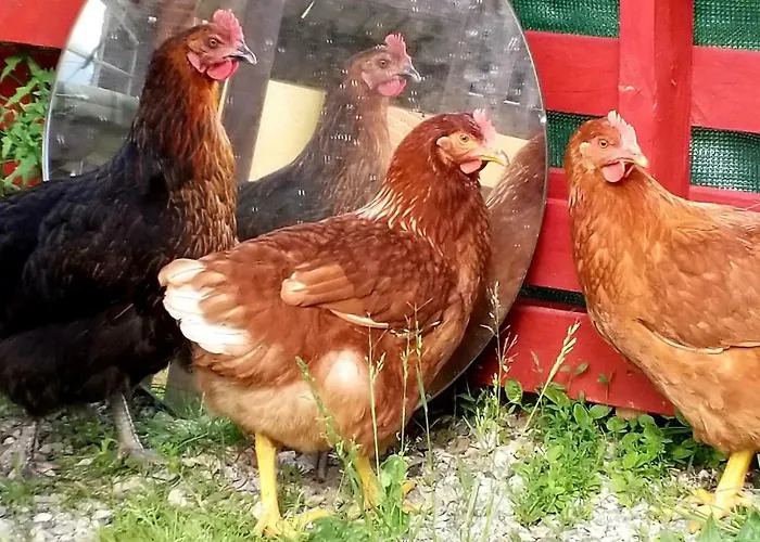 Ma Jolie Ferme Au Paradis Hotel Molandier foto
